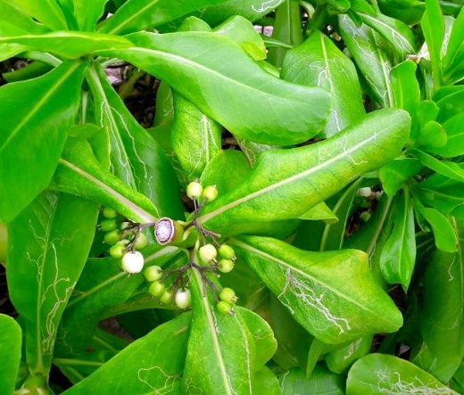Cây[-]Hếp[-](Bão[-]táp)[-]-[-]cây[-]làm[-]thuốc[-]ở[-]Trường[-]Sa
